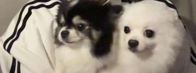 #　　　＿　　　　소 유 🧸🪽さんの壁紙画像