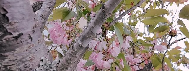 ユリア💠#不登校さんの壁紙画像