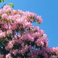 もんじゃ焼き定食さんのアイコン画像