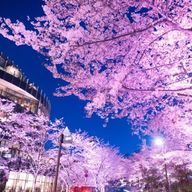 さっくん＆しょっぴーさんのアイコン画像