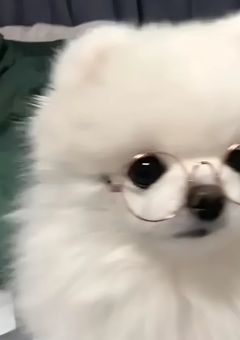 #          マウントチワワ