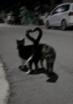 ネコの暮らし𓂃 𓈒𓏸