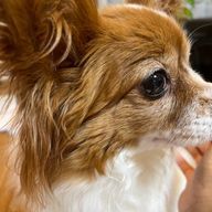 颯さんのアイコン画像