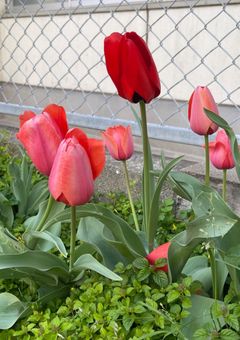 Tn ｢夫婦ですが何か？｣