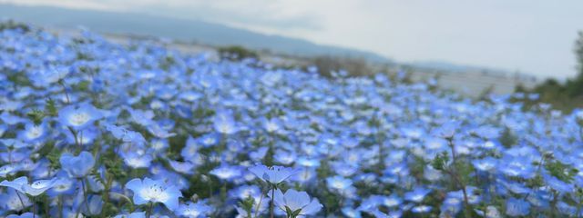 るるさんの壁紙画像