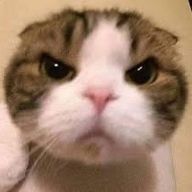 AMNさんのアイコン画像