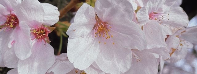 ゆづさんの壁紙画像