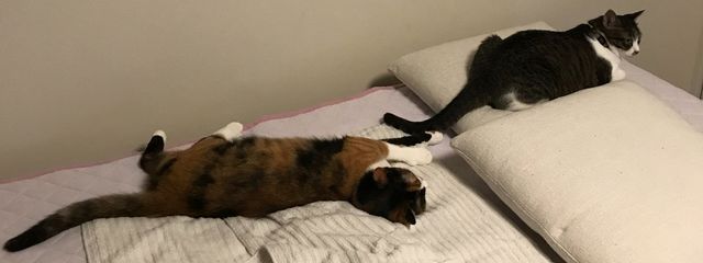  @イギリスなりきりアカウント プロフィール読んでﾈさんの壁紙画像