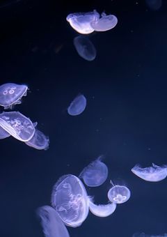 幾星霜の呪い（更新休止中）