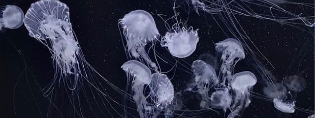 お嬢さんの壁紙画像