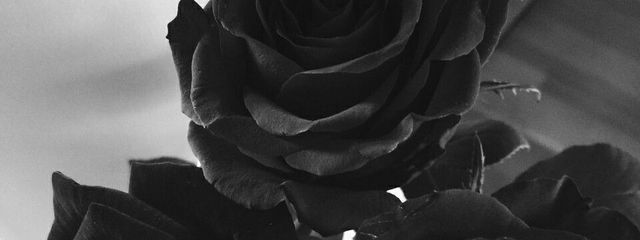 ʏ ᴜ ᴜ ɴ ᴀさんの壁紙画像