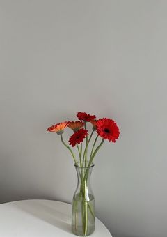 ガーベラの花言葉
