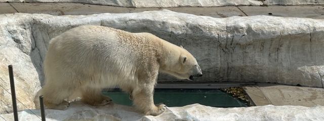 パクパクさんの壁紙画像