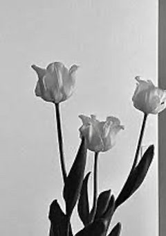 あの猫は私だけには砂糖だった