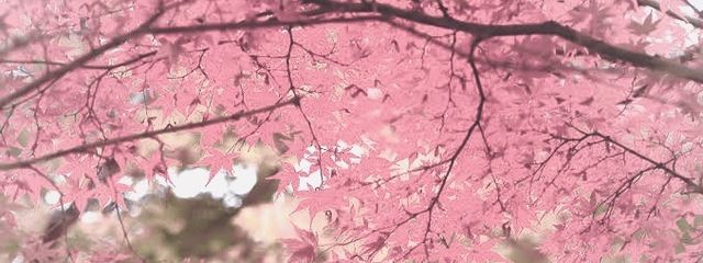 社不代表れう🍁🫧限界JKさんの壁紙画像