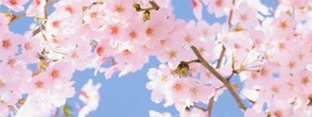 ゆずかさんの壁紙画像