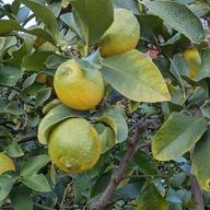 JoricoCoolさんのアイコン画像