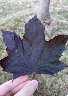 女子高校生、カナダなう🇨🇦
