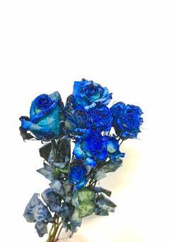 Blue Rose