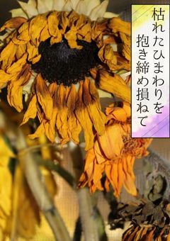 朽ちたひまわりを抱き締め損ねて