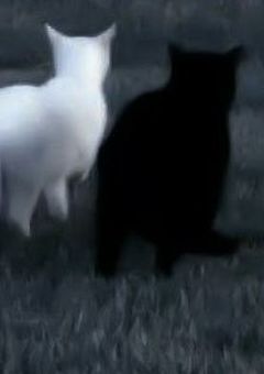 𝚂 𝚅 𝚃  ’  百 合 脩  