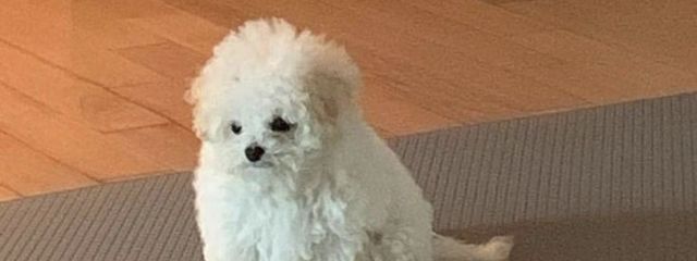 まろんさんの壁紙画像