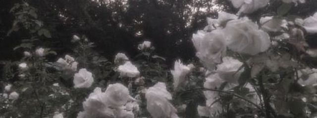 ㅤ 牛乳 みるくさんの壁紙画像