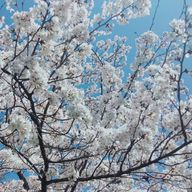 SAKURA🌸さんのアイコン画像