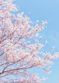 あの桜が散る頃に＿