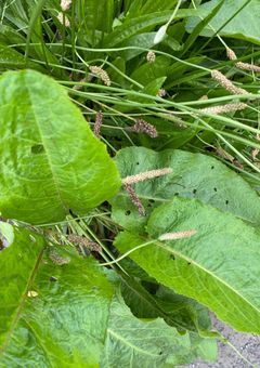 生物学的な恋をした。