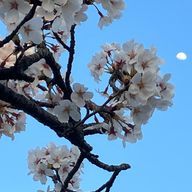 fizzさんのアイコン画像