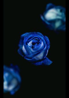 独り言　　見るな