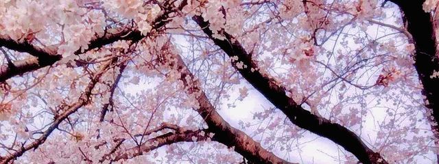 うび一さんの壁紙画像