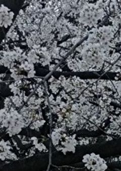 きなのつぶやき