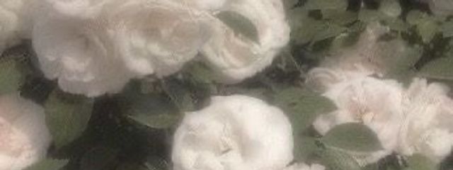 あいろにさんの壁紙画像