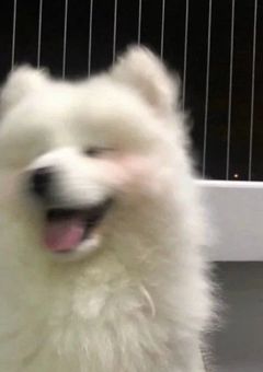 INIの紅一点は溺愛されてます^ ^