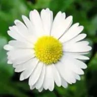 Sheaさんのアイコン画像