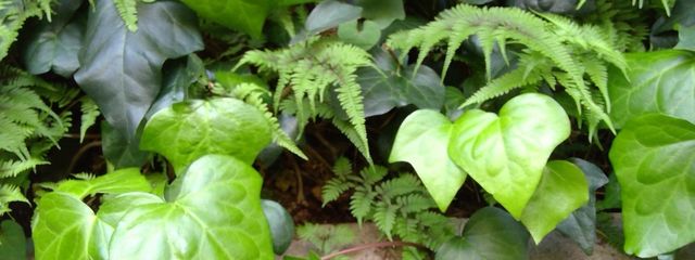 海苔さんの壁紙画像