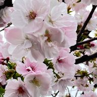 海苔さんのアイコン画像