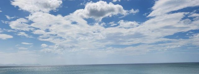 ピクミンさんの壁紙画像