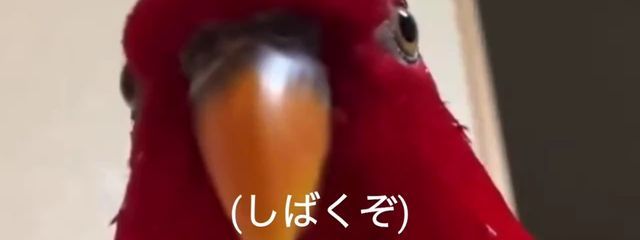 F²宵さんの壁紙画像