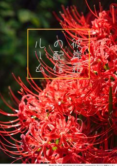 彼岸花の配信ルーム