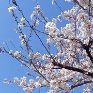 うさぎさんのアイコン画像