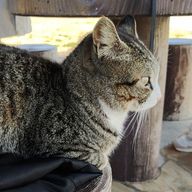 ヒトデさんのアイコン画像