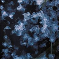 限界さんのアイコン画像