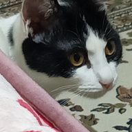 ただの空白さんのアイコン画像