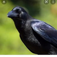 カラスさんのアイコン画像