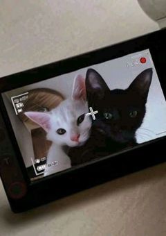 : い に の 学 パ ロ 