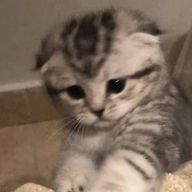 如月さんのアイコン画像