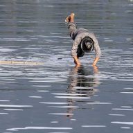 紫苑さんのアイコン画像